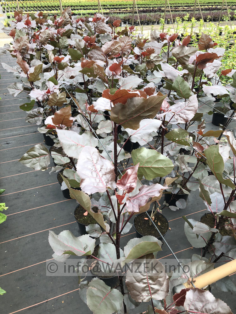 Populus deltoides Purple Tower 01.JPG